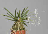 Neofinetia falcata 'Tenshin'.