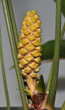Bowenia spectabilis. Male cone.