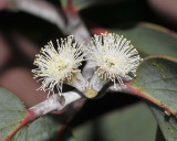 Eucalyptus debeuzevillei.