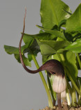 Arisarum proboscoideum. Close-up.