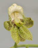 Catasetum atratum. Close-up.