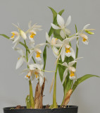 Coelogyne nitida.
