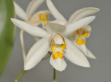 Coelogyne punctulata.