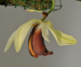 Coelogyne usitana. Close-up.