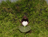 Corybas geminigibbus. Front.
