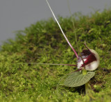 Corybas geminigibbus. Side.