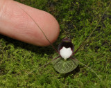 Corybas geminigibbus. With finger.