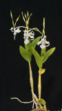 Dendrobium antennatum.