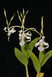 Dendrobium antennatum. Closer.