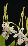 Dendrobium antennatum. Closer.