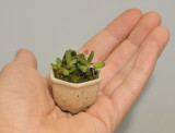 Dendrobium lichenastrum in hand.