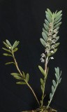 Dichaea glauca. Plant.