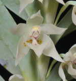 Dichaea glauca. Close-up.