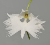 Habenaria radiata Hichou