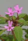 Impatiens kinabaluensis.
