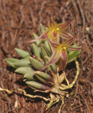 Octomeria aloifolium.