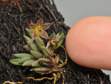 Octomeria aloifolium. With finger.