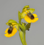 Ophrys lutea.