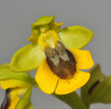 Ophrys lutea. Close-up.