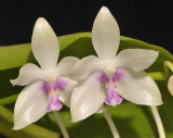Phalaenopsis fimbriata. Close-up.