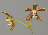 Phalaenopsis viridis.