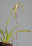Phragmipedium lindenii.