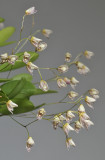 Pleurothallis mathildae. Closer.
