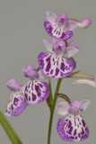 Ponerorchis graminifolia. 39