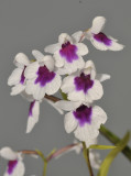 Ponerorchis graminifolia. 41