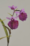 Ponerorchis graminifolia. 42