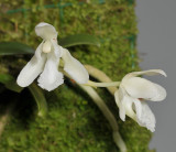 Sedirea japonica fma. alba.