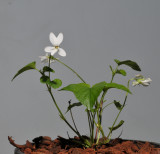 Viola reichenbachiana fma. alba.