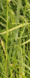 Lolium perenne. Detail.