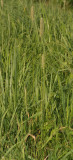 Phleum pratense  subsp. serotinum.