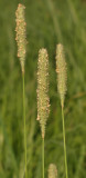 Phleum pratense  subsp. serotinum. Close-up.
