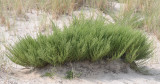 Artemisia campestris subsp. maritima.