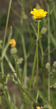 Crepis capillaris. Closer.