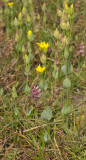 Blackstonia perfoliata subsp. serotina.