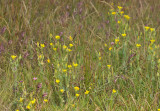 Blackstonia perfoliata subsp. serotina. Colony.