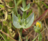 Blackstonia perfoliata subsp. serotina. Foliage detail.
