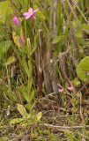 Centaurium littorale (left ) and pulchellum (right).