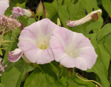Convolvulus silvatica. Close-up.