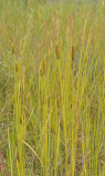 Typha angustifolia.