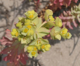Euphorbia paralias. Closer.