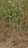 Petrorhagia prolifera.