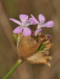 Petrorhagia prolifera. Close-up.