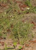 Spergula arvensis.