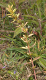 Hypericum perforatum. Variegated.