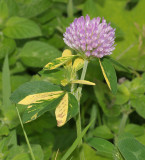 Trifolium pratense. Variegated.