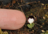 Corybas geminigibbus with finger.